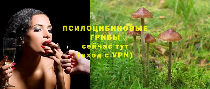 Псилоцибиновые грибы Cubensis  Шуя 